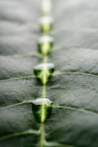 many-drops-water-beautifully-arranged-banana-leaf