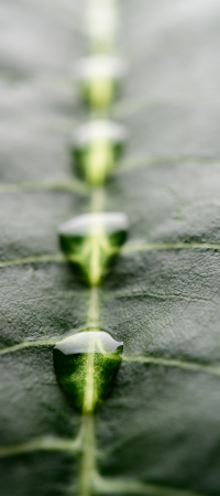 many-drops-water-beautifully-arranged-banana-leaf